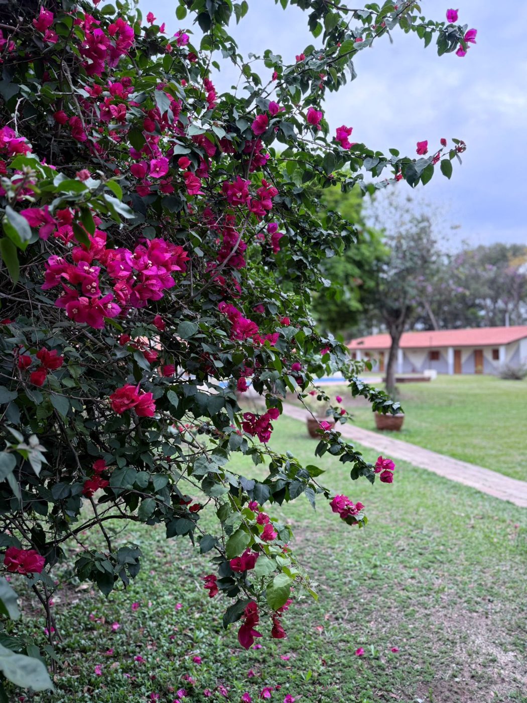 Jardim florido com primaveras em flor e gramado bem cuidado em unidade da rede